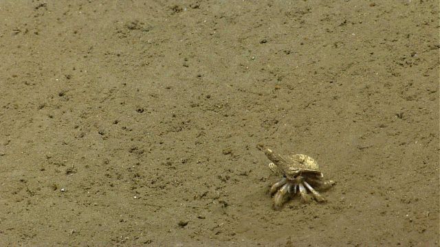 Dirty looking hermit crab. Picture