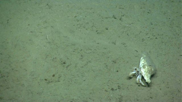 Small white hermit crab. Picture