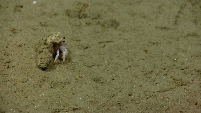 Hermit crab in need of a new shell. Picture