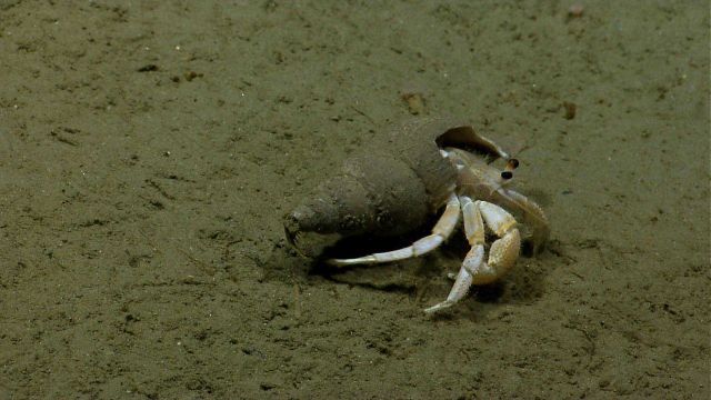 A very clean white hermit crab in a seemingly very dirty shell. Picture