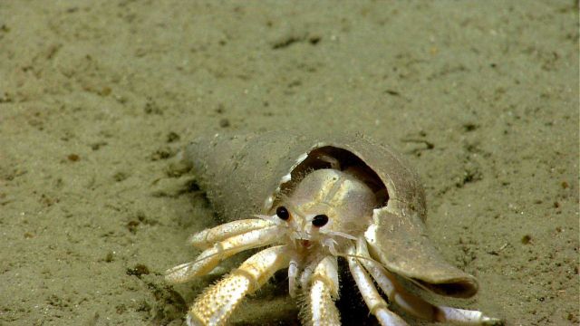 Hermit crab in broken whelk shell. Picture