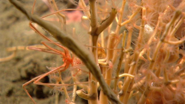 Pycnogonid crab on a small octocoral. Picture