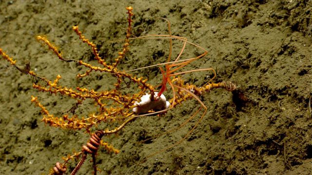 Pycnogonid crab with feeding proboscis extending below its body on a small paramuricean coral. Picture