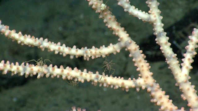 Four sea spiders visible on a bamboo coral. Picture