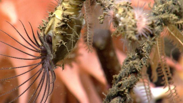 Large gooseneck barnacle with cirri (feeding legs) extended Picture