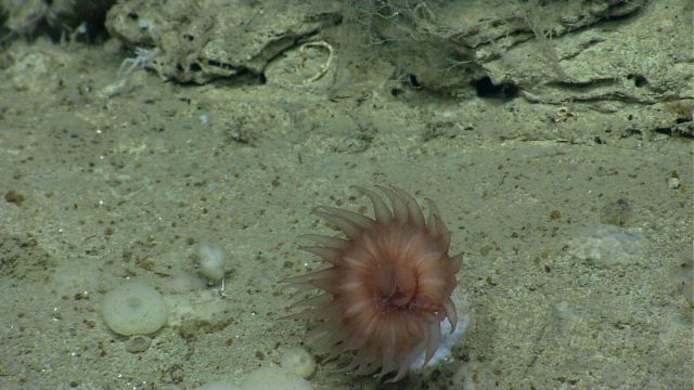 Deep sea coral Picture