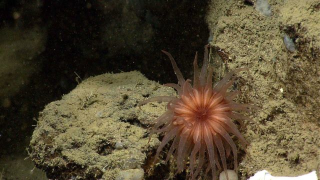 Deep sea coral Picture
