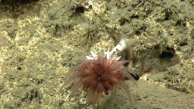 Deep sea coral Picture