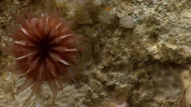 Deep sea coral Picture