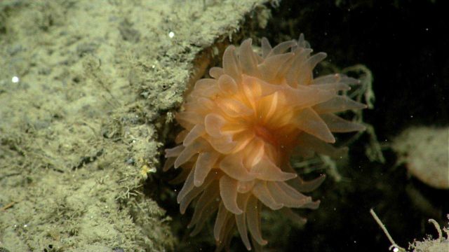 Deep sea coral Picture