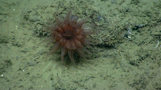 Deep sea coral Picture