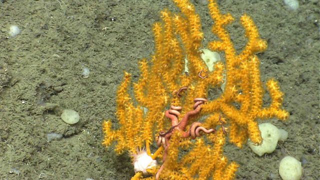 Deep sea coral Picture