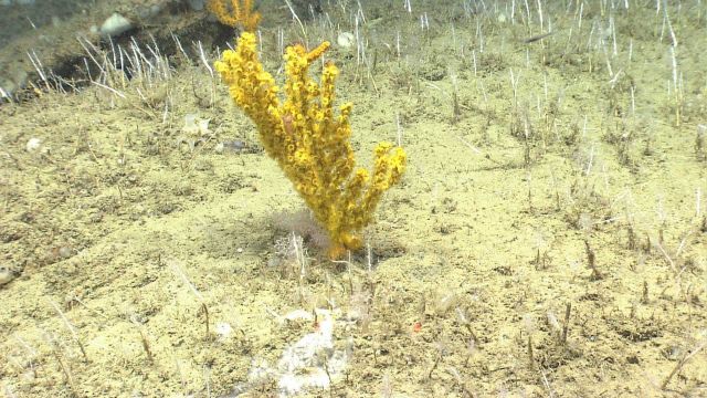 Yellow zooanthids colonize a Paramuricea coral bush Picture