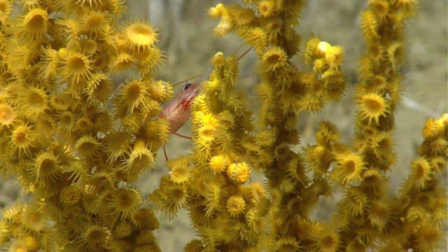Yellow zooanthids colonize a Paramuricea coral bush Picture