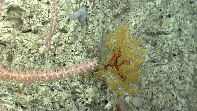 Deep sea coral Picture