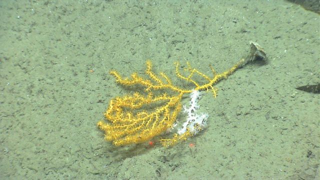 Deep sea coral Picture