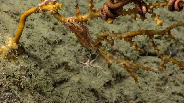 Deep sea coral Picture