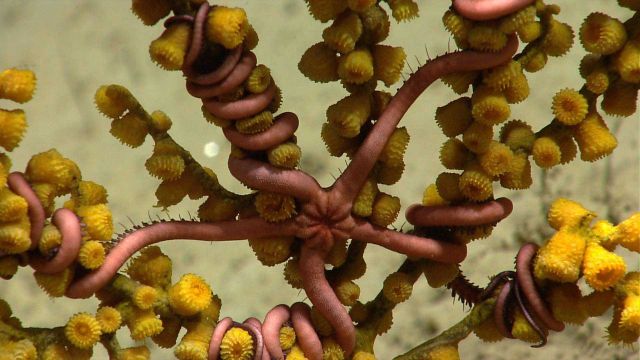 Deep sea coral Picture