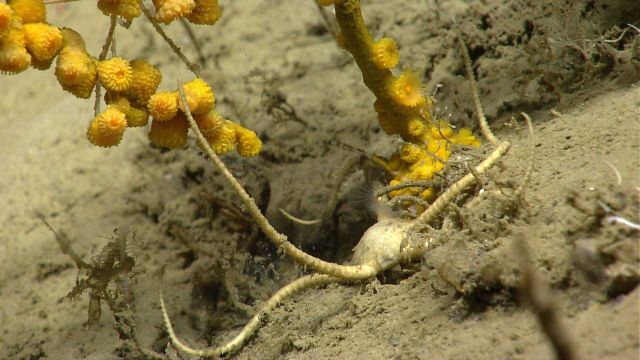 Deep sea coral Picture