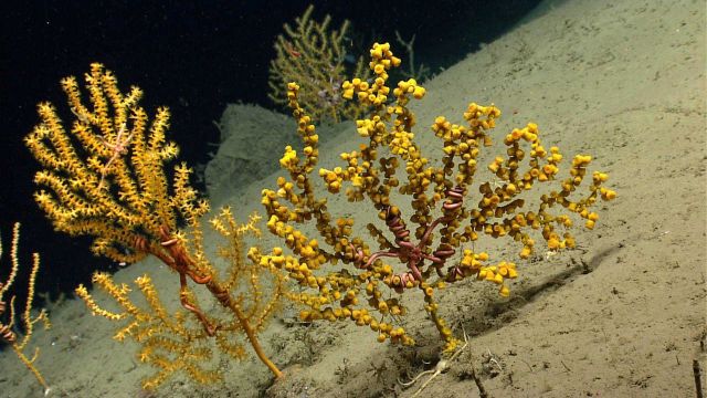 Deep sea coral Picture