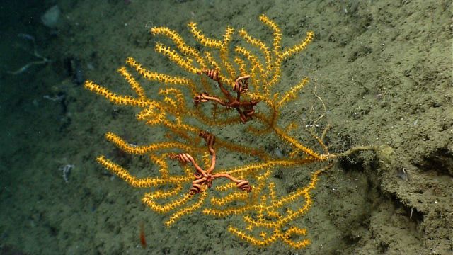 Deep sea coral Picture