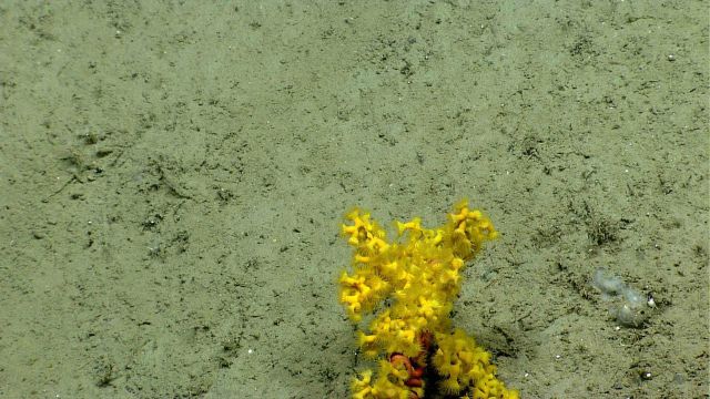 Deep sea coral Picture