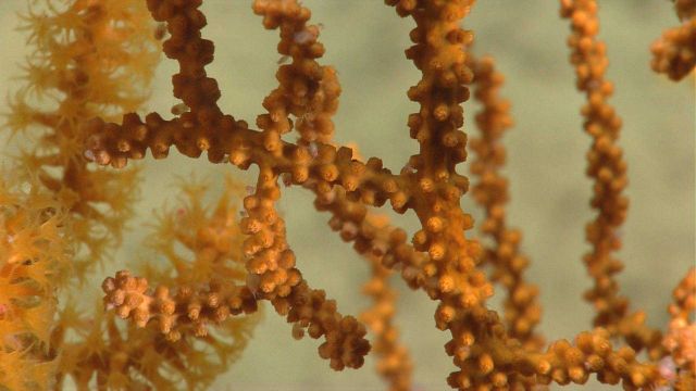Deep sea coral Picture