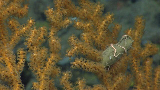 Deep sea coral Picture