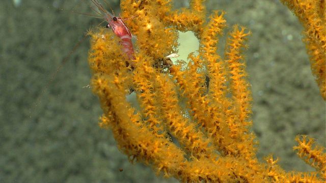Deep sea coral Picture