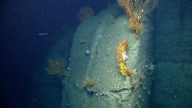 Deep sea coral Picture