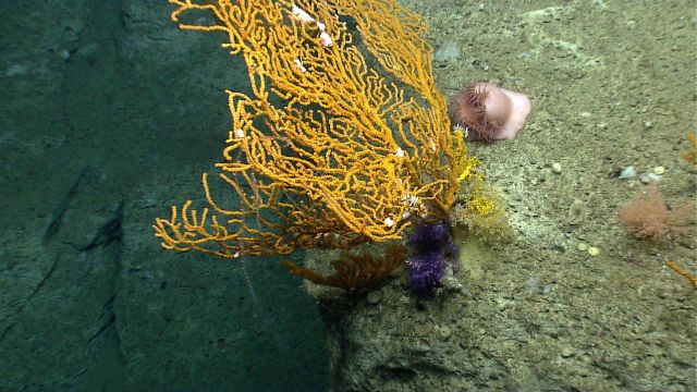 Deep sea coral Picture