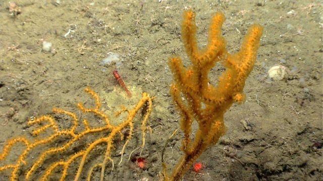 Deep sea coral Picture