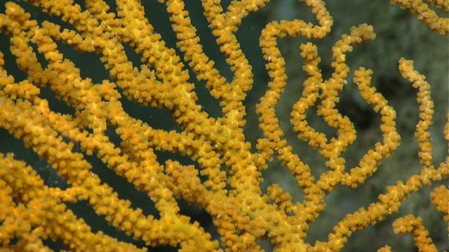Deep sea coral Picture