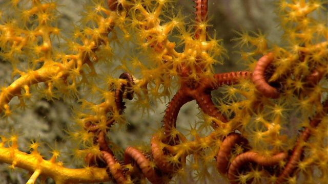 Deep sea coral Picture