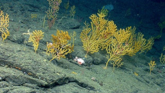 Deep sea coral Picture