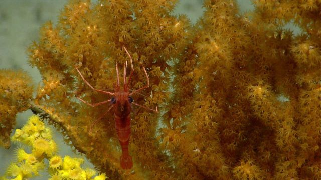 Deep sea coral Picture