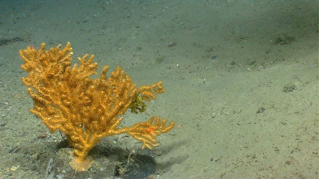Deep sea coral Picture