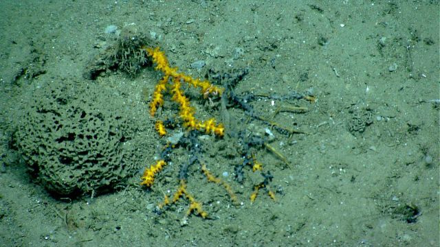Deep sea coral Picture