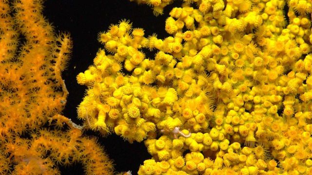 Deep sea coral Picture
