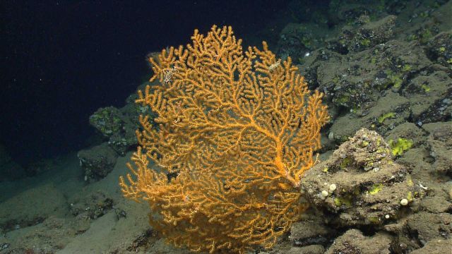 Deep sea coral Picture