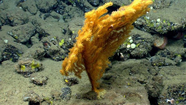 Deep sea coral Picture