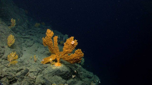 Deep sea coral Picture