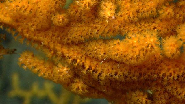 Deep sea coral Picture