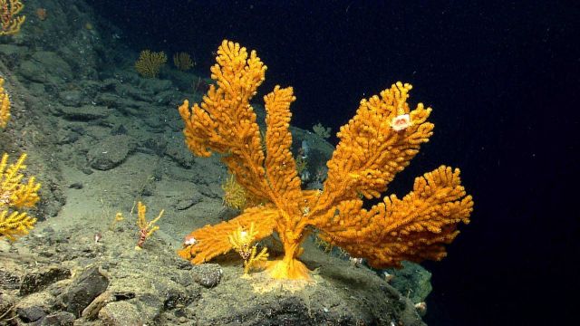 Deep sea coral Picture