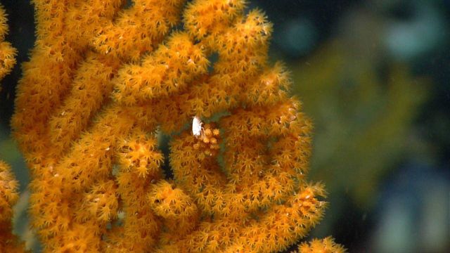 Deep sea coral Picture