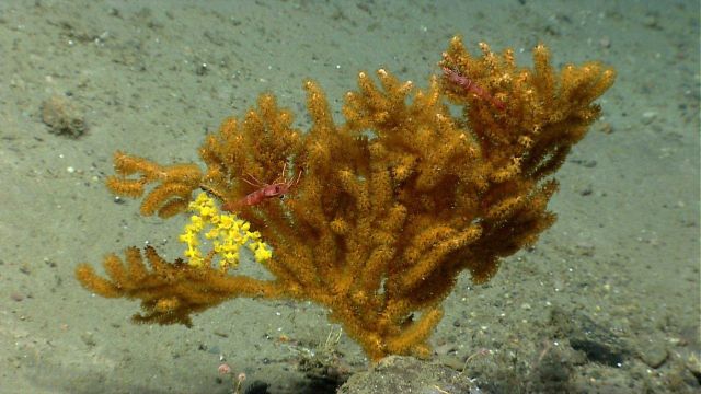 Deep sea coral Picture