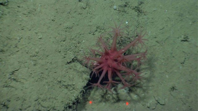Deep sea coral Picture
