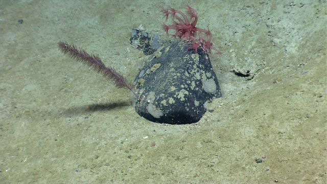 Deep sea coral Picture