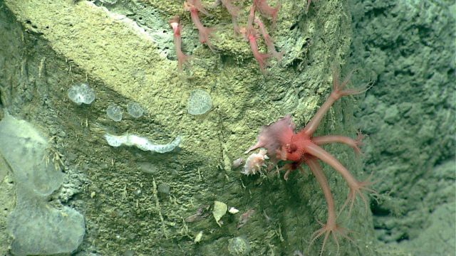 Deep sea coral Picture