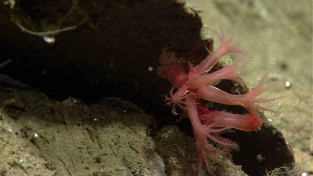 Deep sea coral Picture